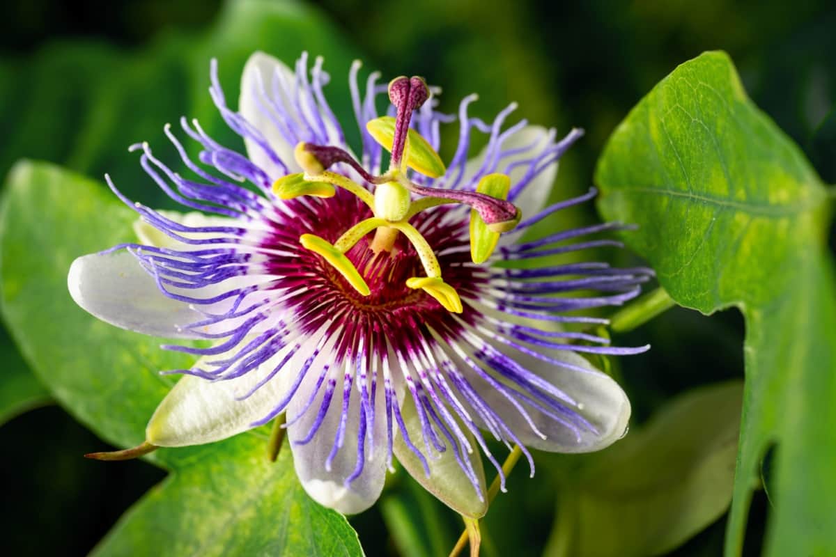 Passiflora Caerulea Flower