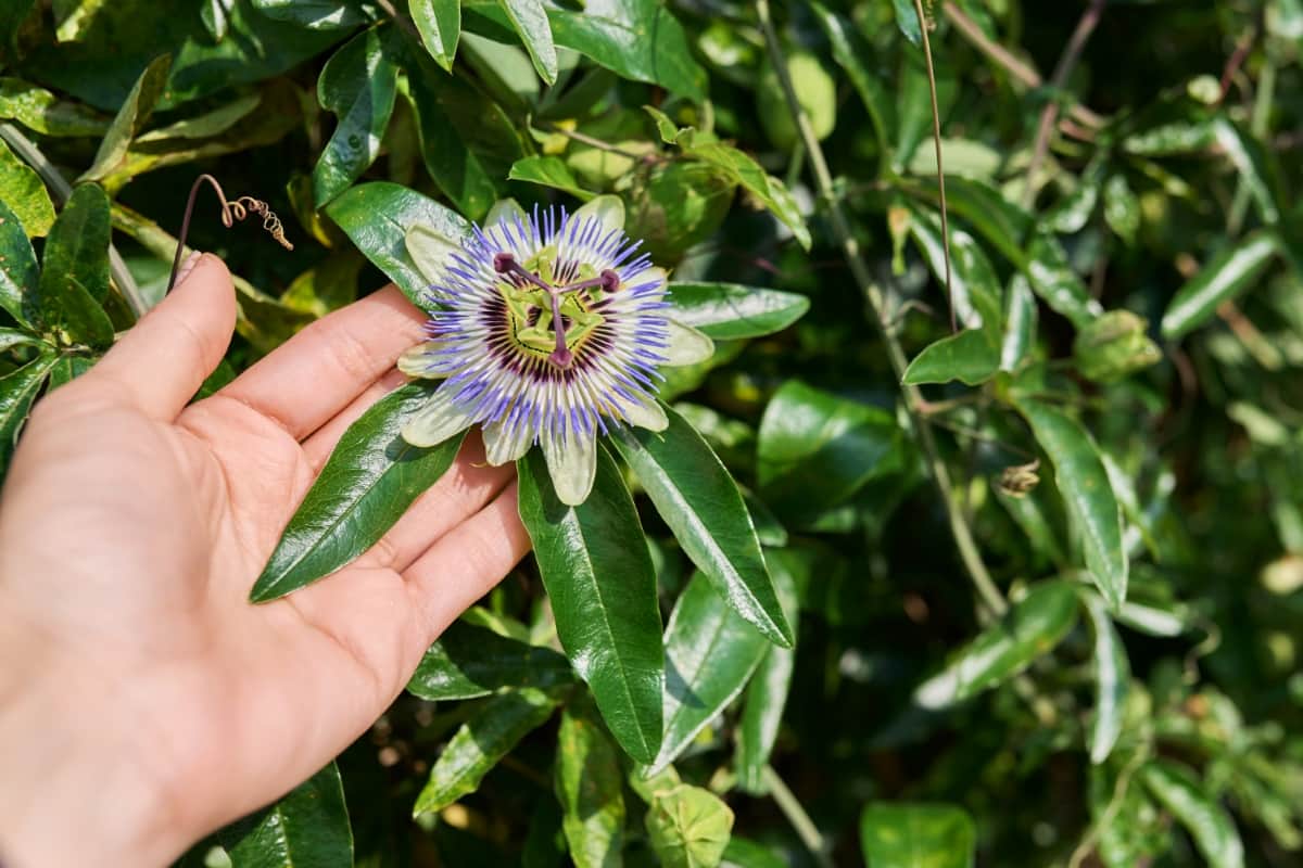 Passiflora Blue Plant