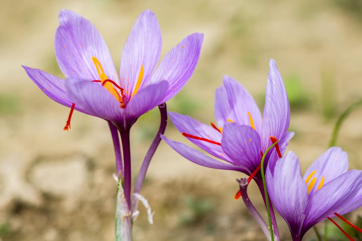 Saffron Crocus Flowers on Ground