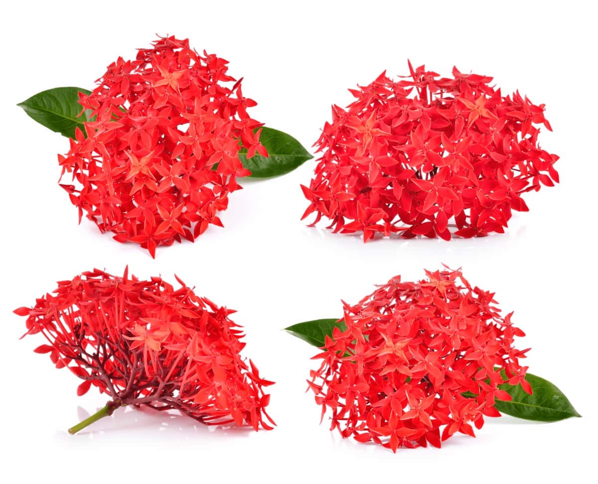 How to Grow and Care for Ixora  