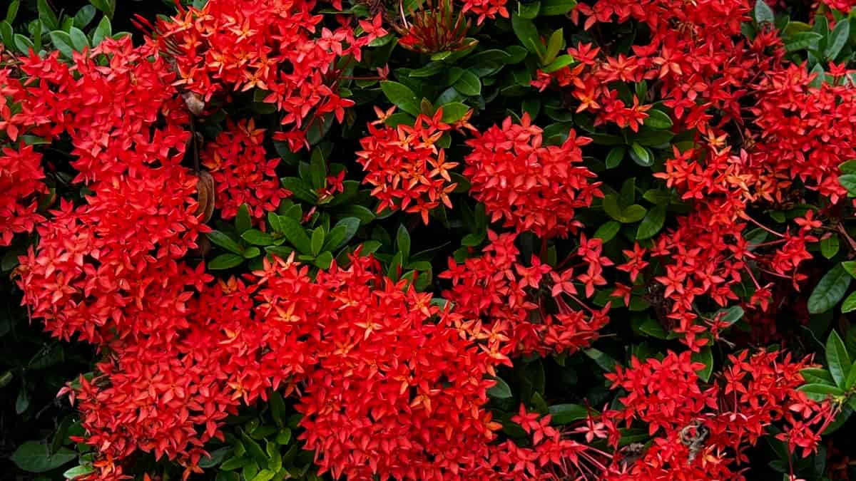 Red Ixora Flower