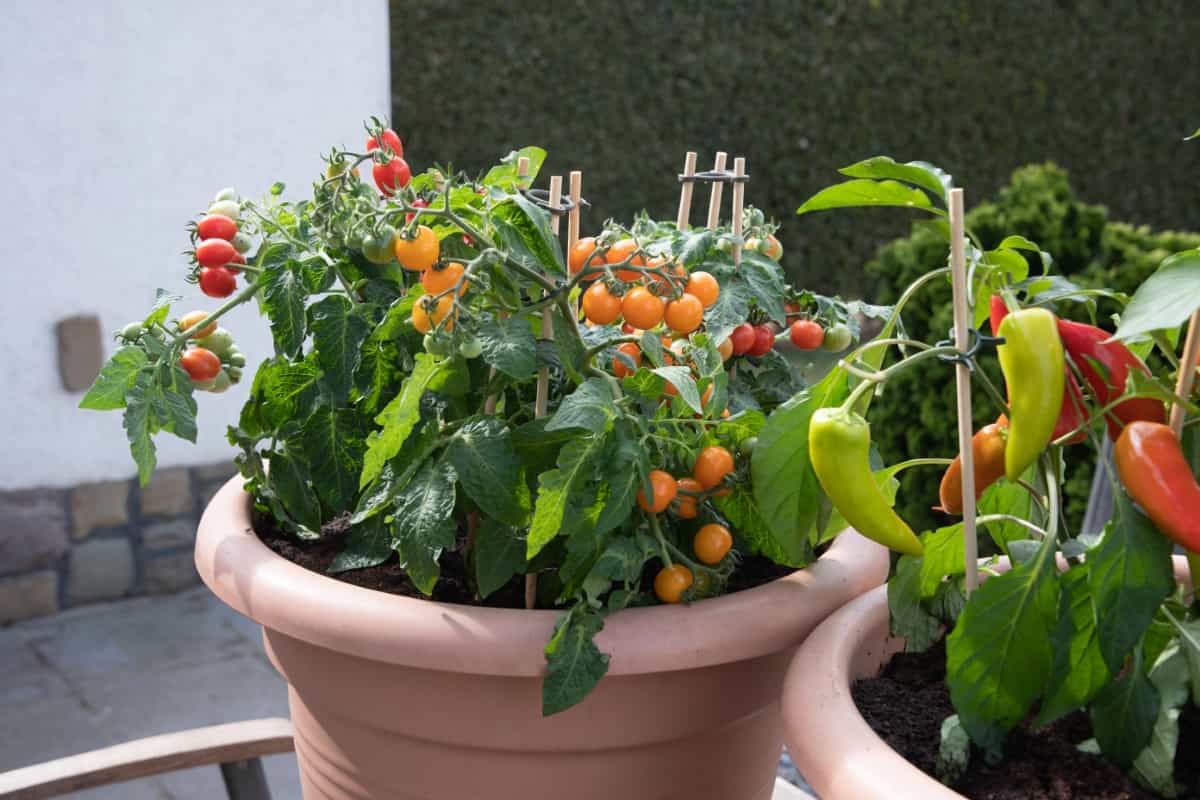 How to Increase Yield from Container Gardens
