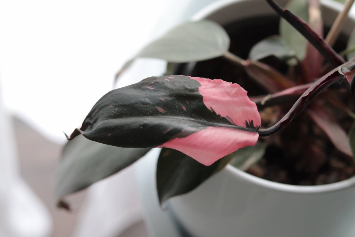 How to Propagate Pink Princess Philodendron