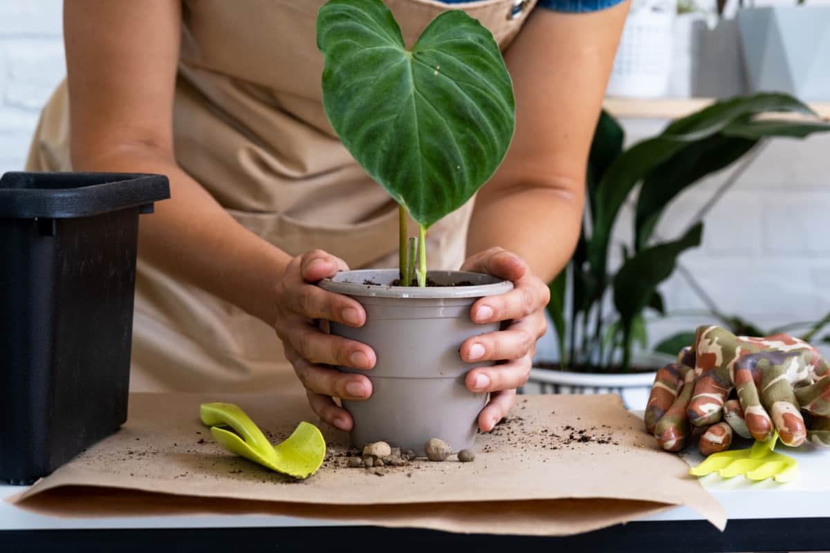 Transplanting a Home Plant Philodendron Verrucosum Into a Pot