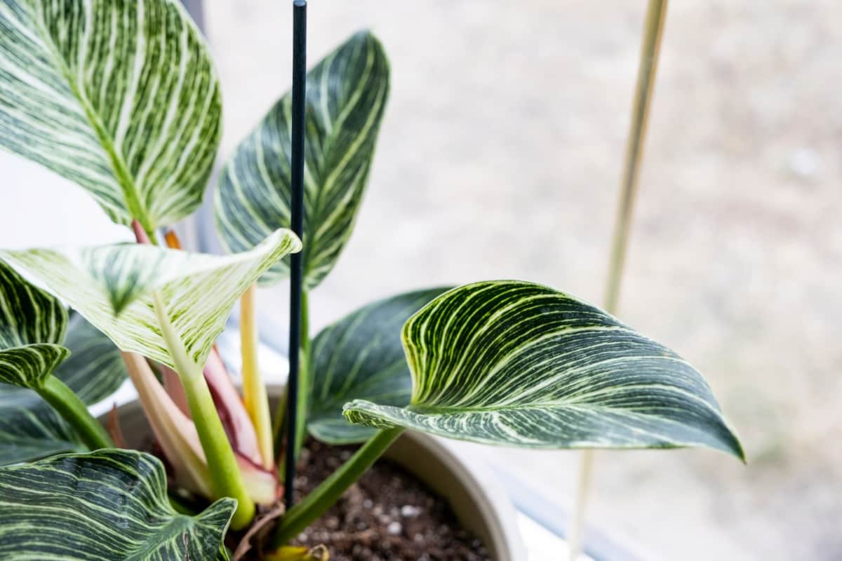 Growing and Caring for Indoor Plant