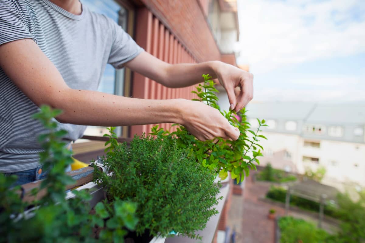 Woman Checking Herbs on Balcony