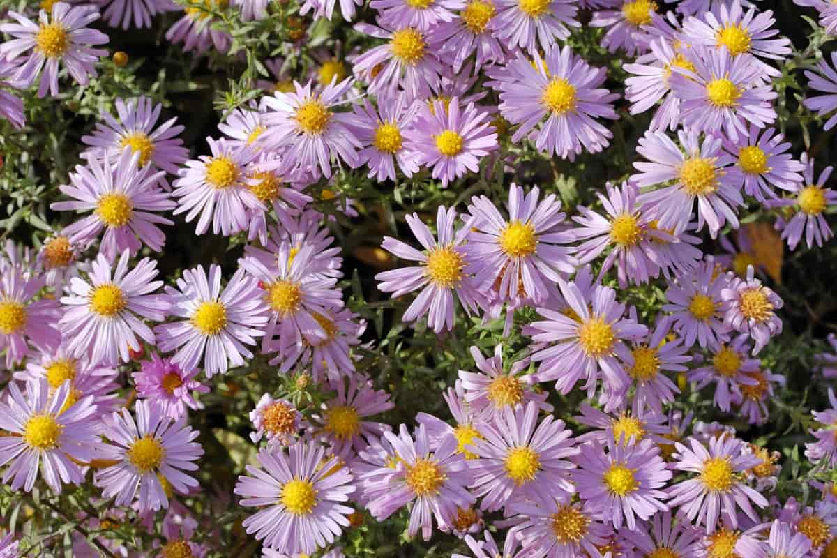 How to Use Neem Oil on Aster Plants
