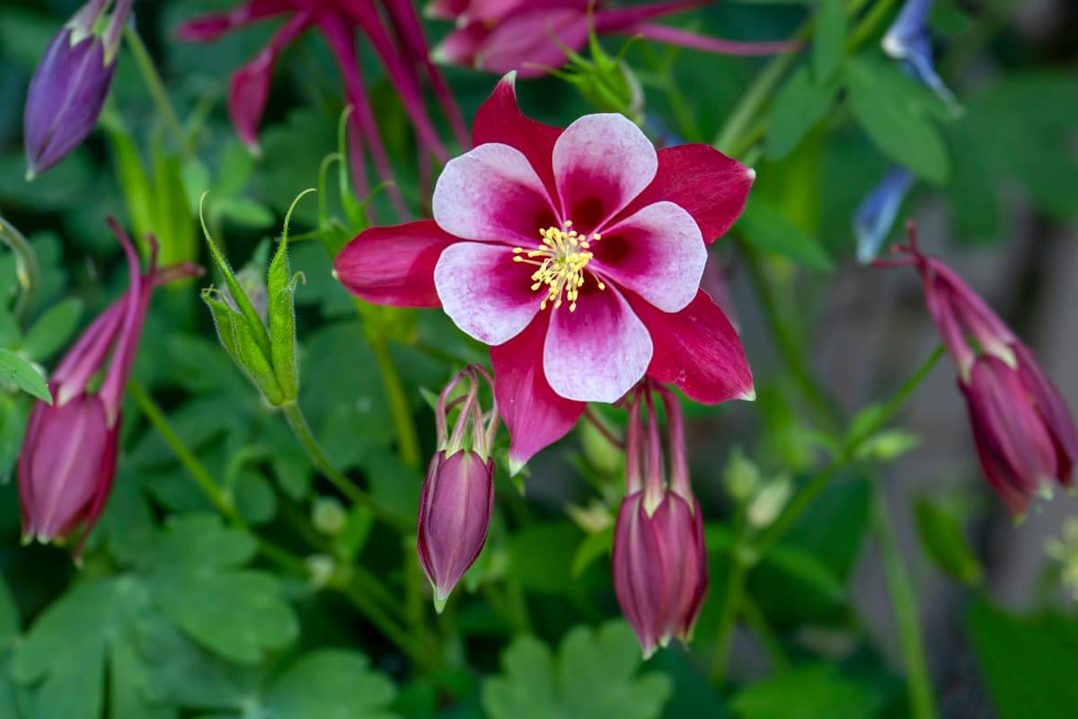 Red and White Origami Columbine Flower 
