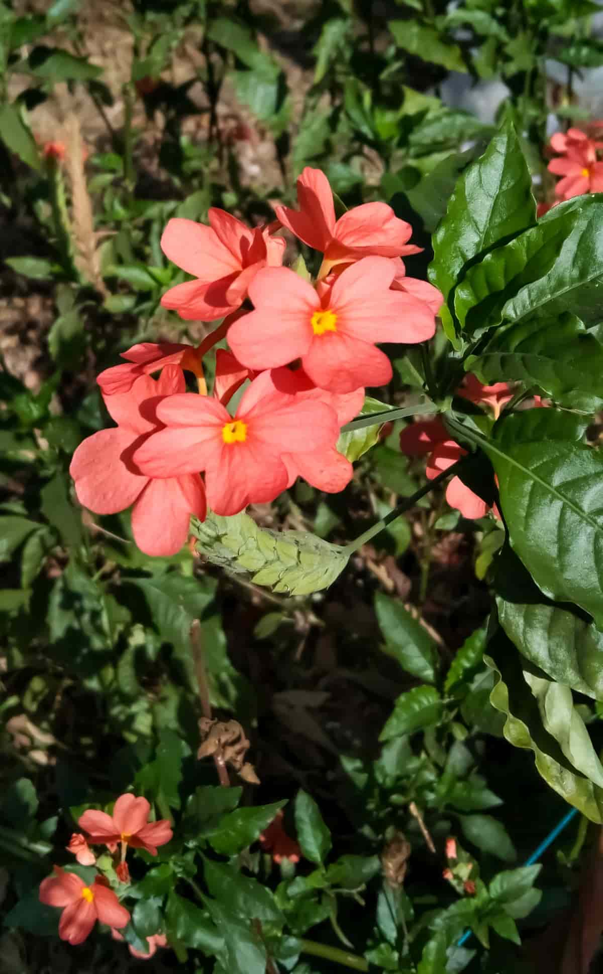 Aboli Flower