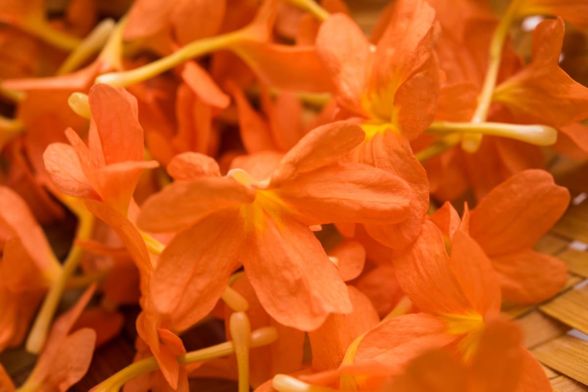 Crossandra or Firecracker Flowers