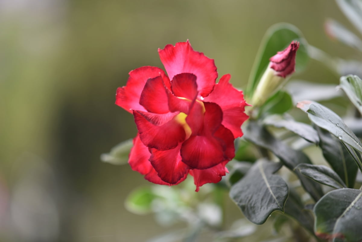 Red Desert Rose