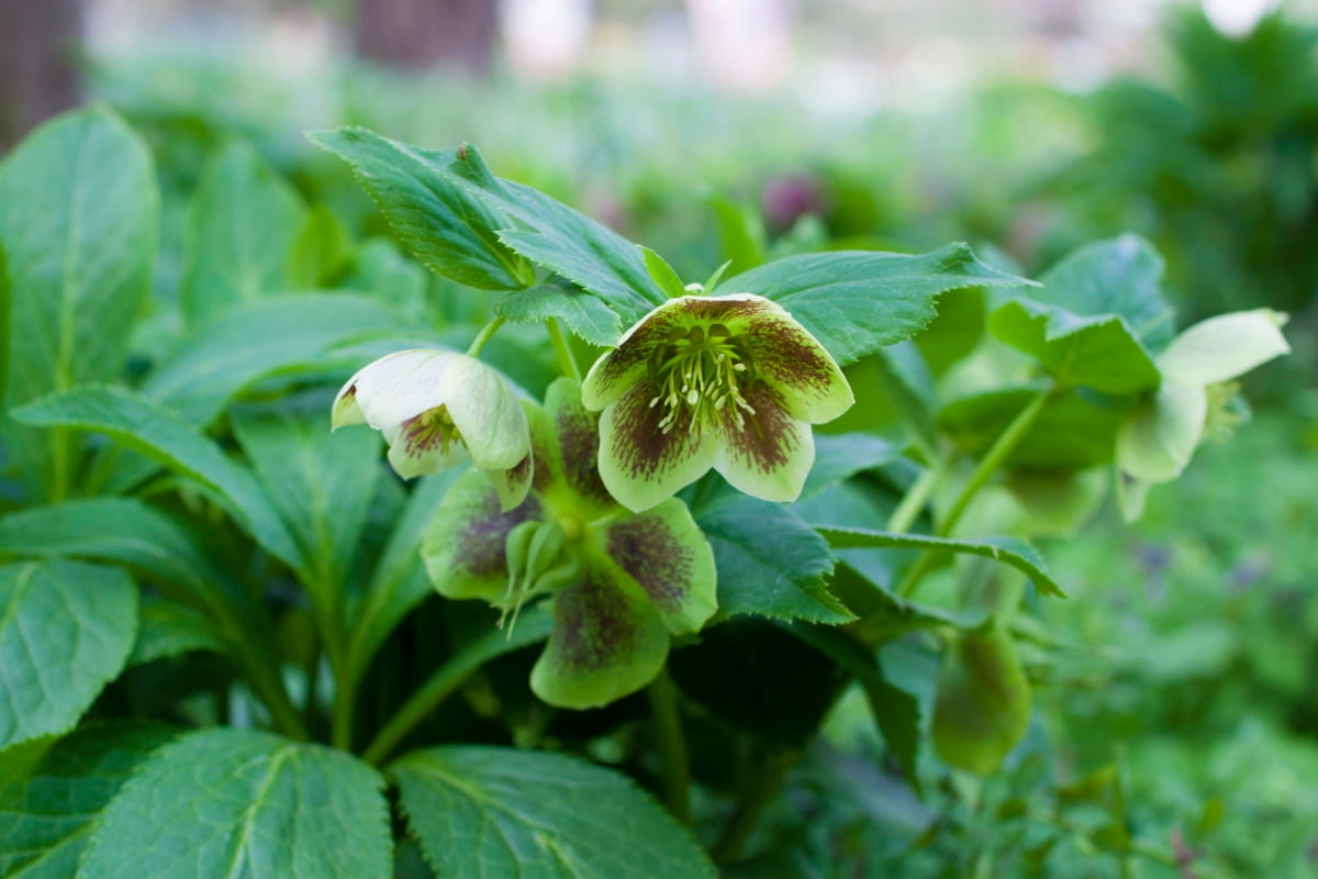 How to Use Neem Oil on Hellebore
