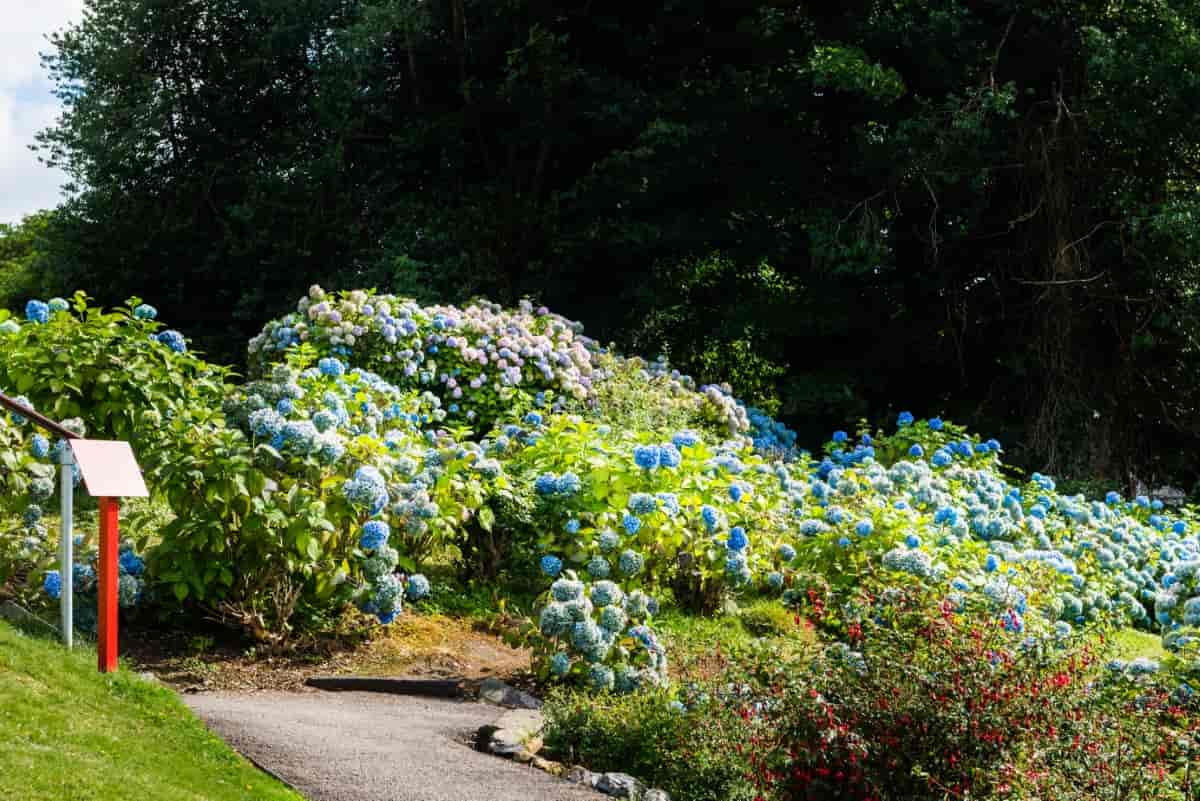 Hydrangea Flowers in The Garden