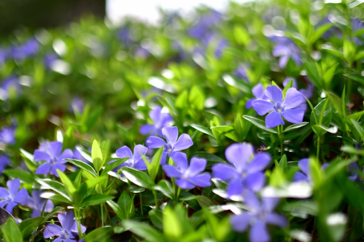 How to Use Neem Oil on Periwinkle