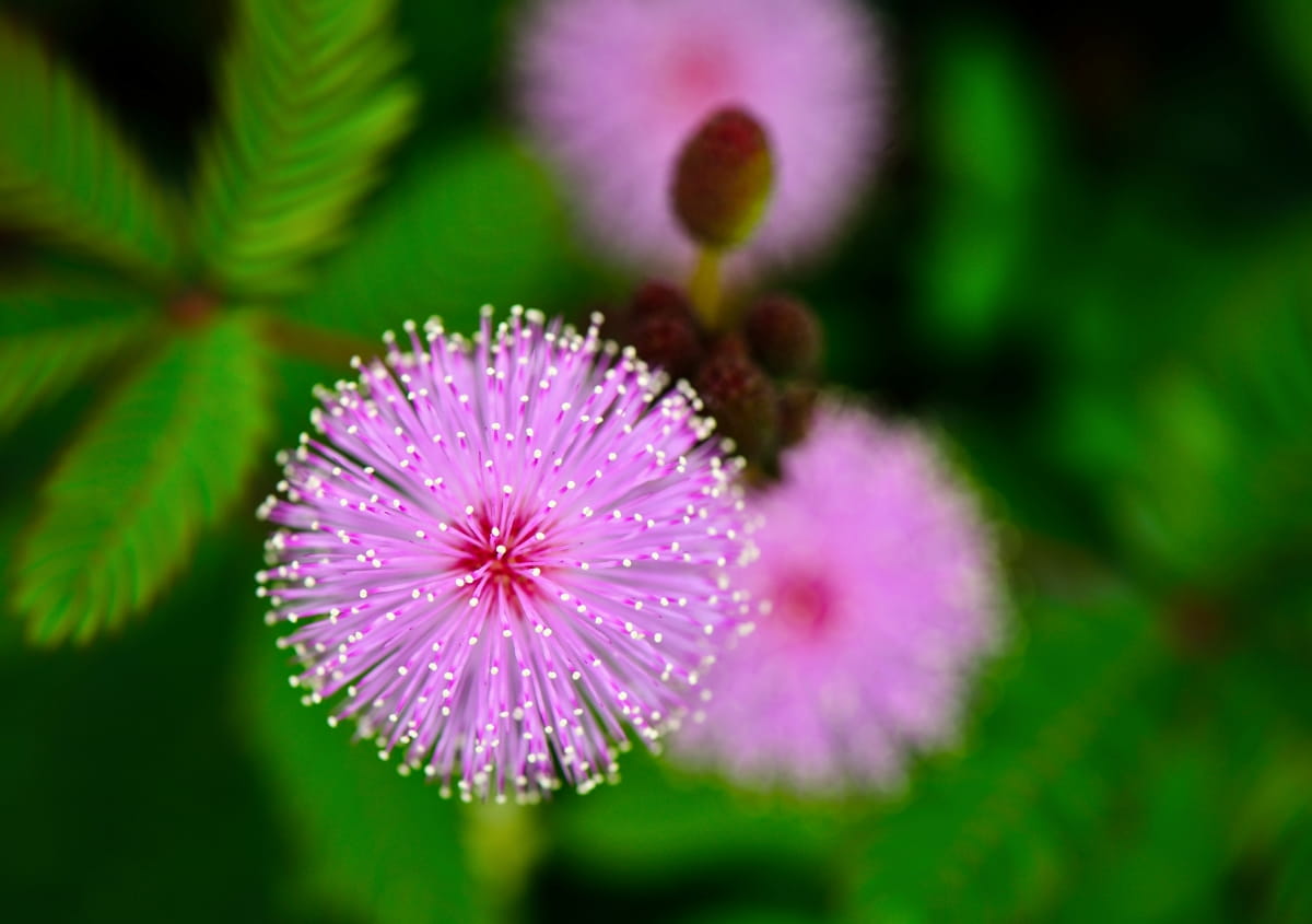 Sensitive Plant Flower