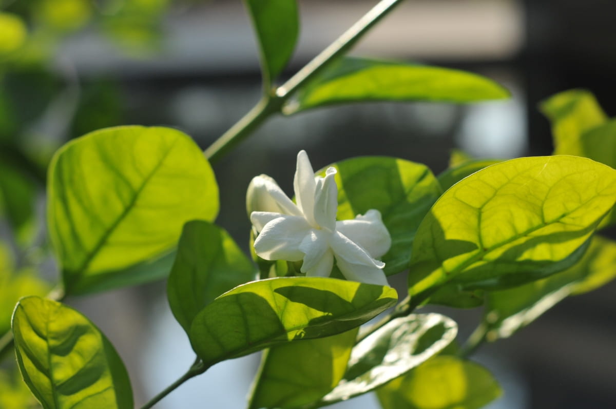 Indian Mogra Flower
