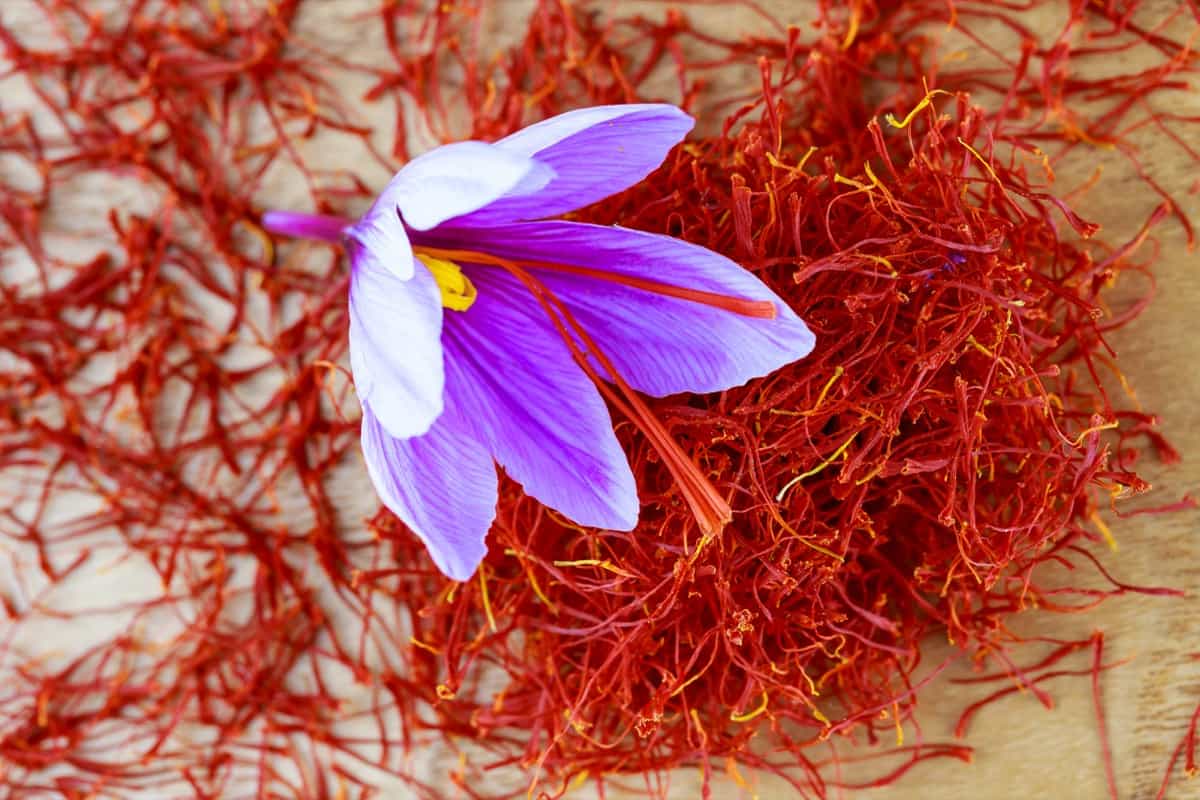 pile of dry saffron stamens