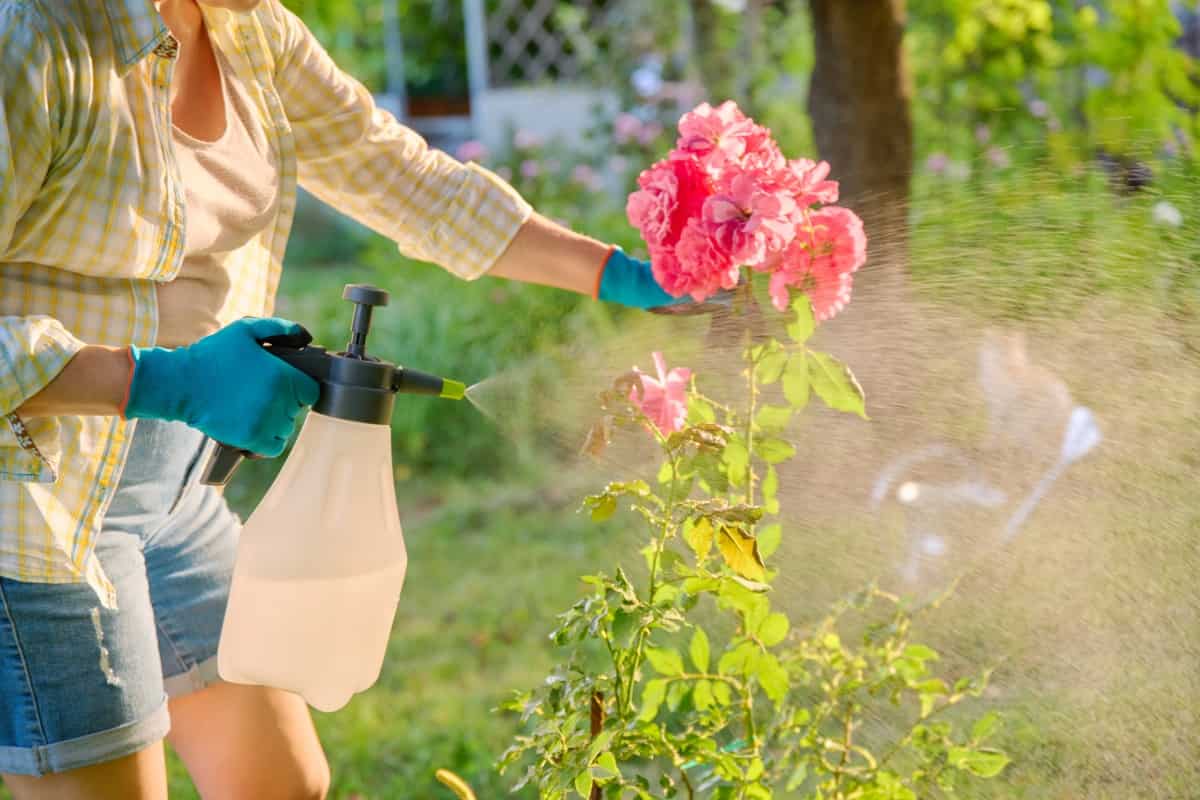 Spraying Rose Bushes