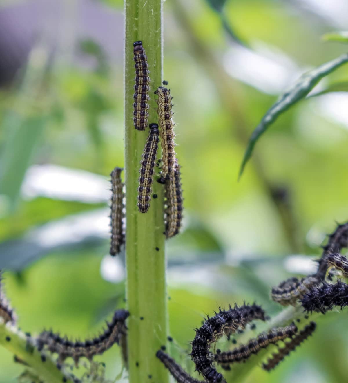 Caterpillars on A Plant