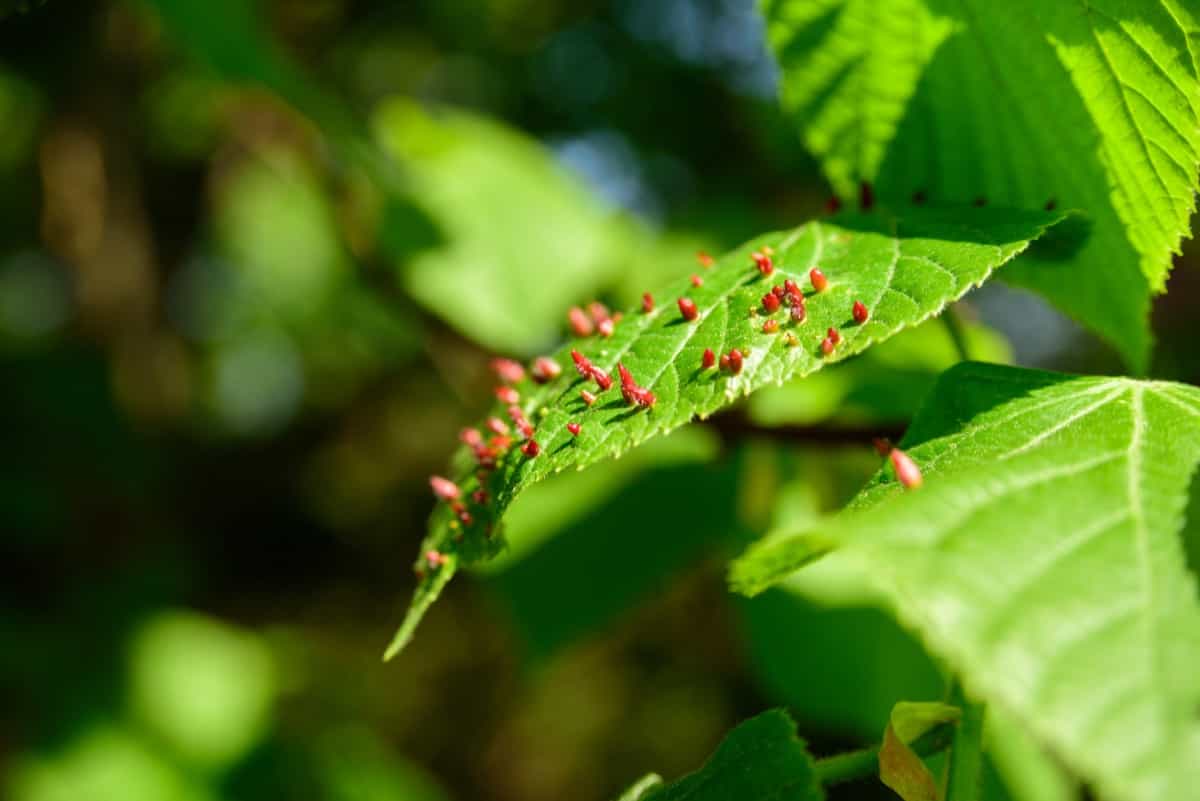Red galls on tree leaf