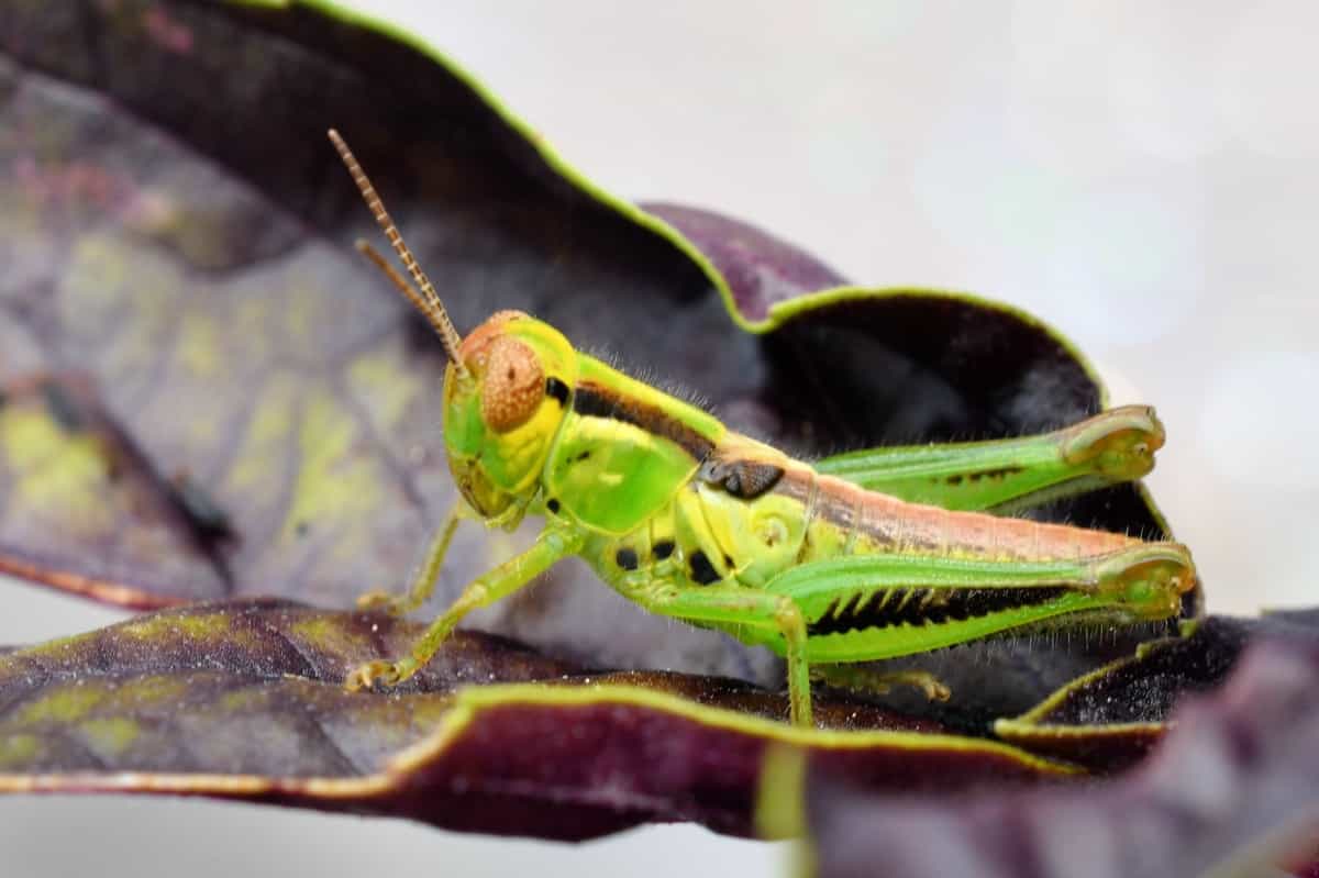 green grasshopper on a African blue basil leaf in the garden