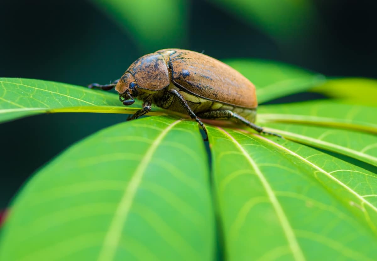 Beetle 