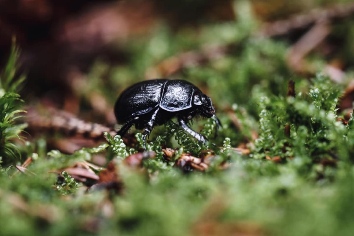 Small Beetle Bug 