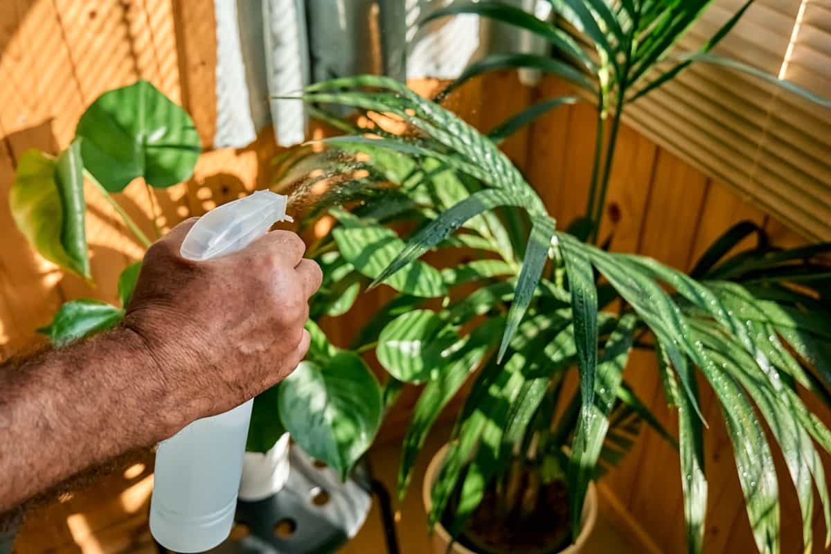 spraying Kentia and Monstera houseplants