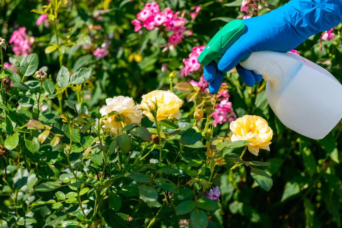 Treating Roses from Whiteflies 