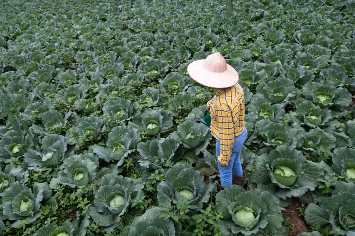 Organic Cabbage Cultivation
