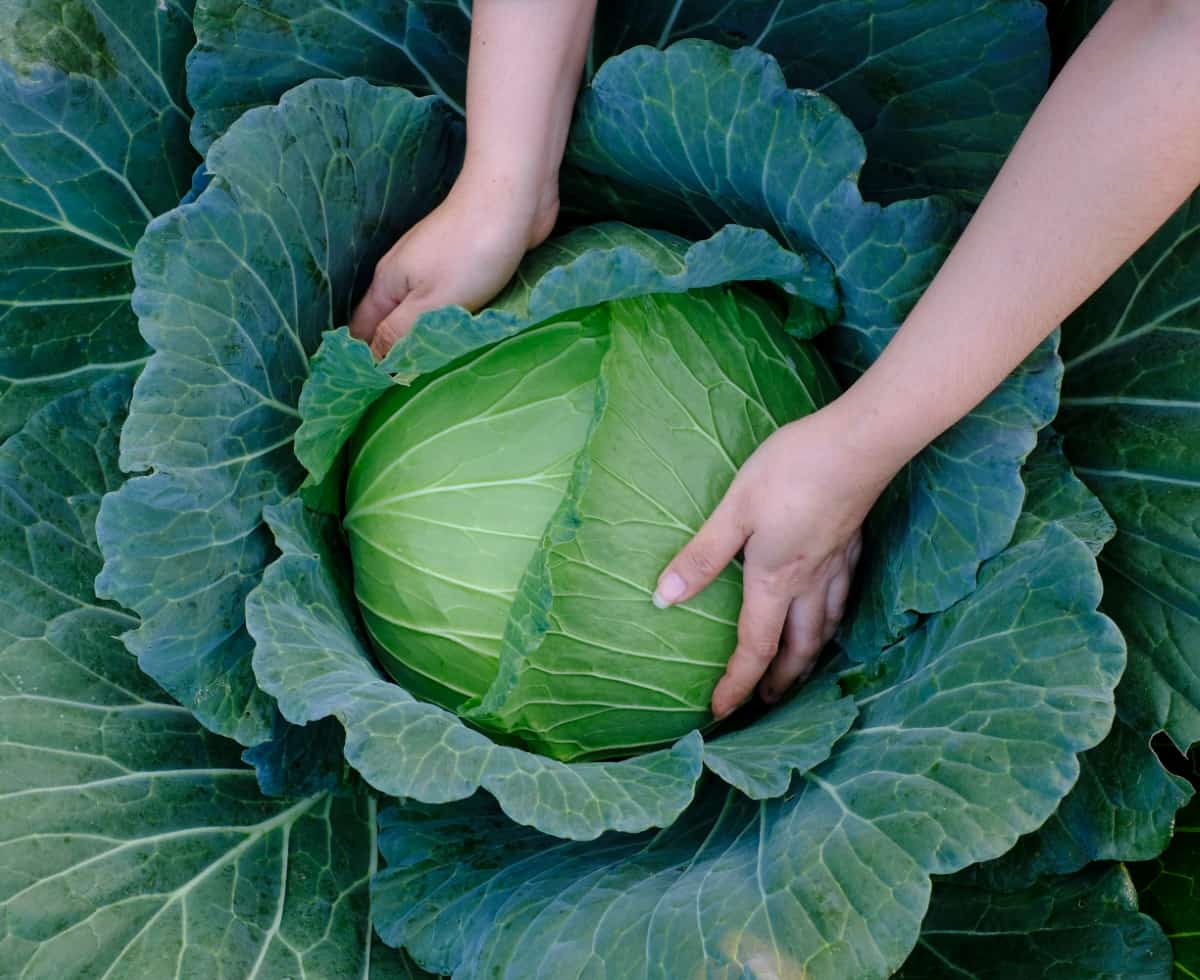 Cabbage Harvest