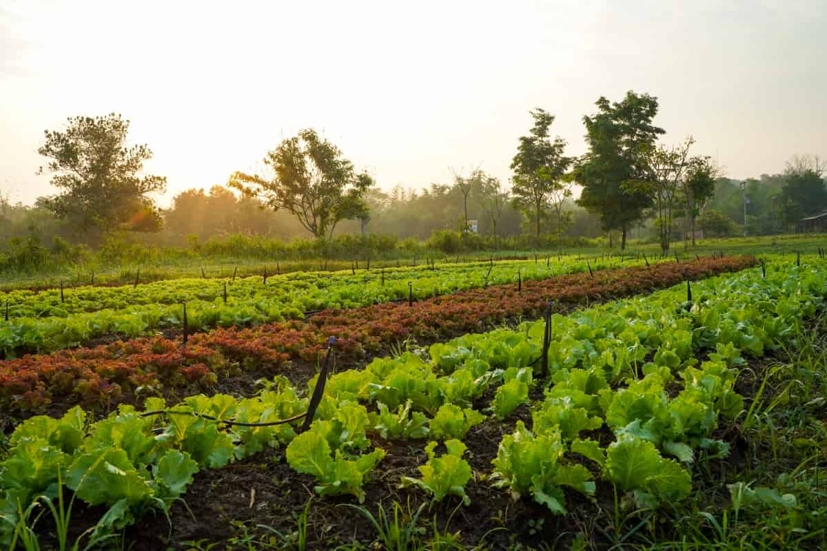 Organic Farming Costs per Acre