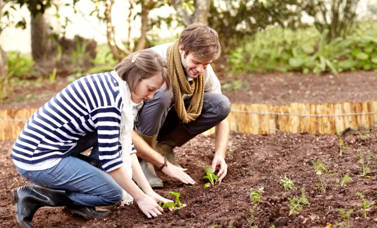 Couple Planting Seedlings