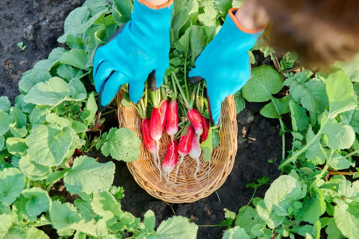 Planting Calendar for Zone 2a: Harvesting radishes in garden