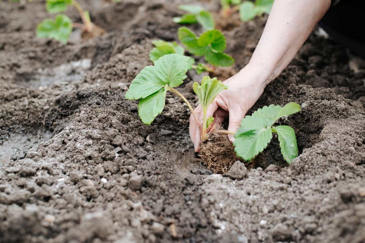 planting strawberry seedlings on bed of soil outdoors