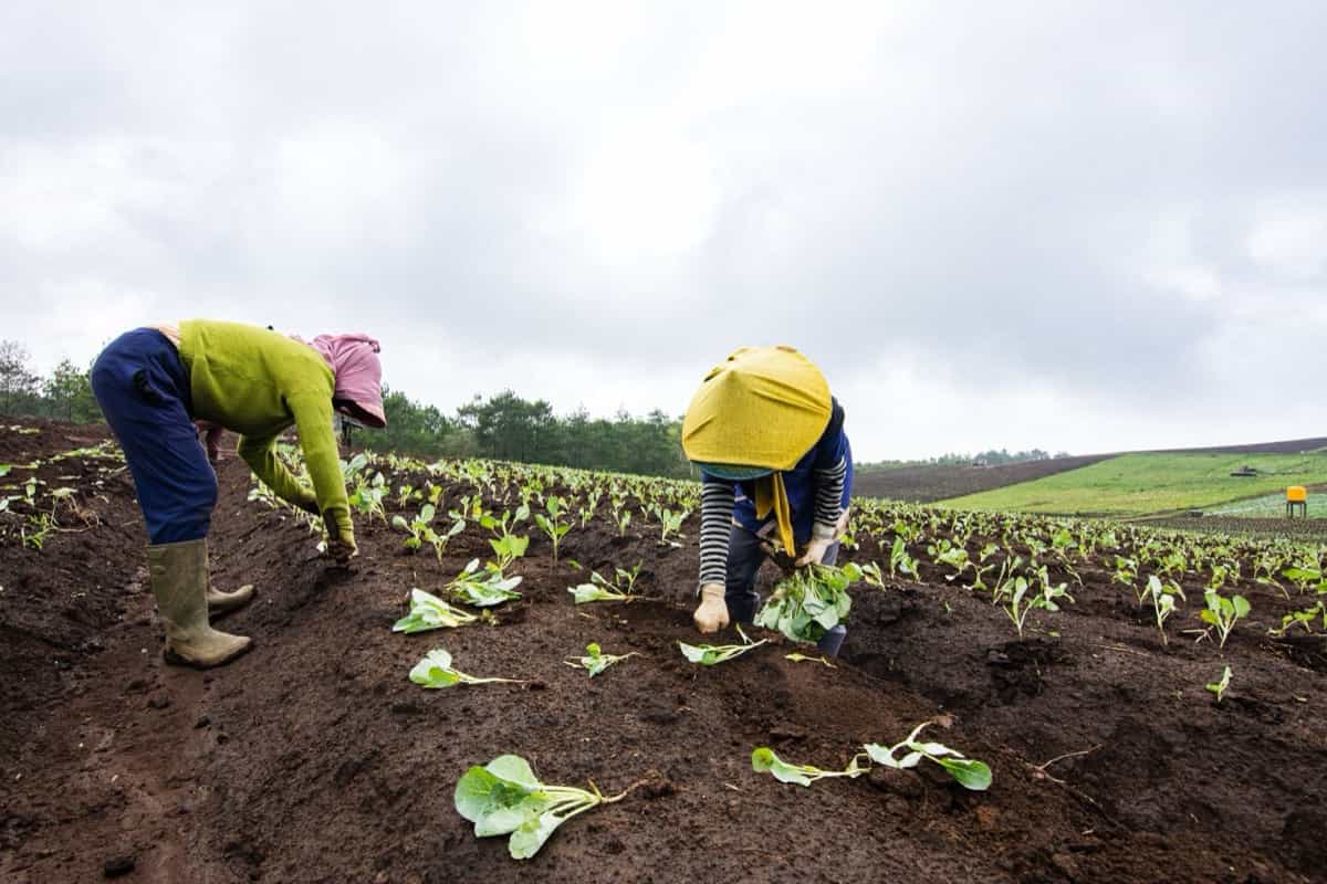 planting vegetables at a plantation