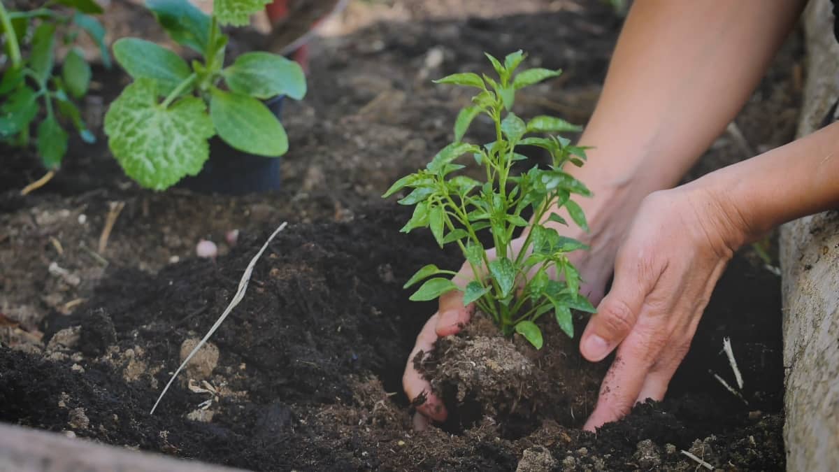 Planting Seedling to The Soil of The Vegetable Garden