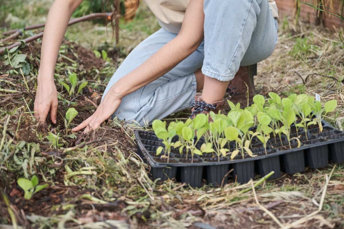 Farmer Planting Eggplant Seedlings
