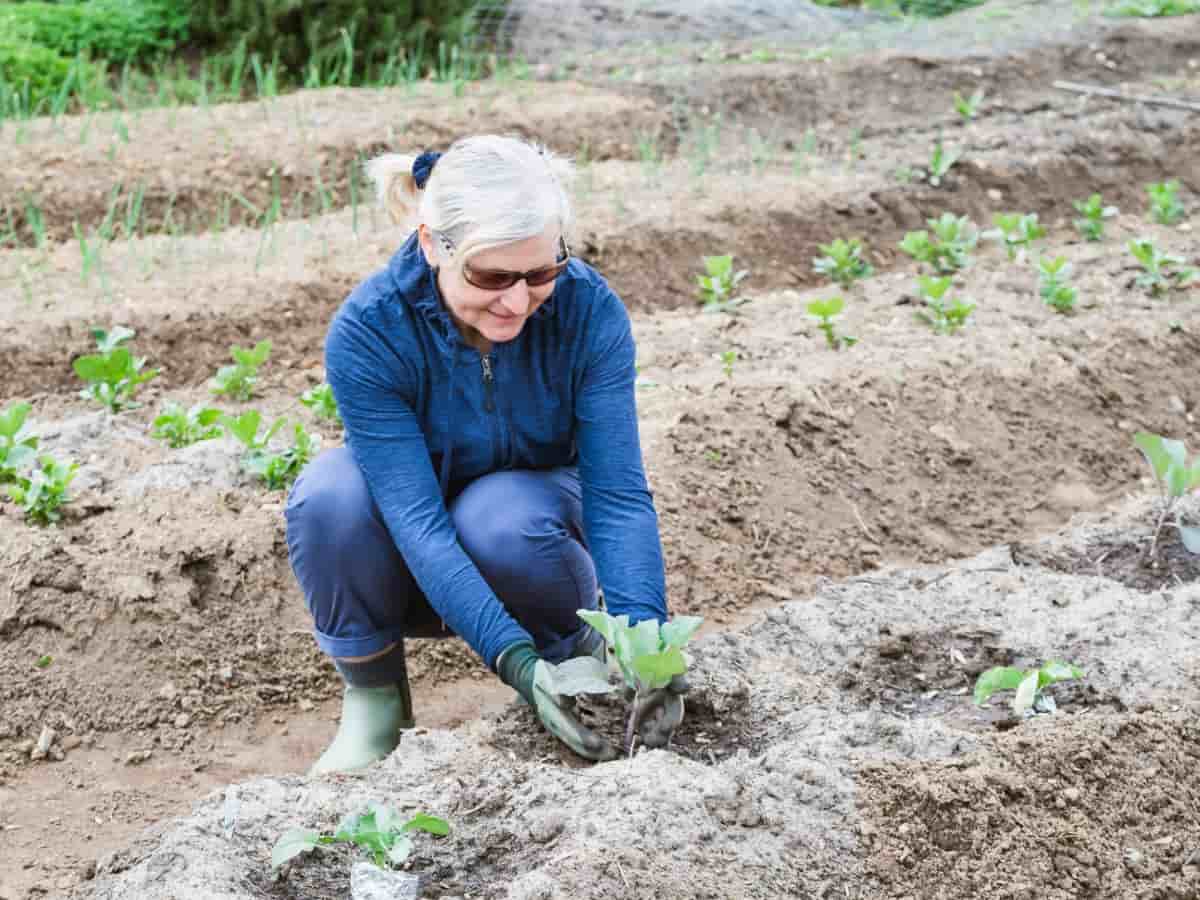 Planting Cabbage