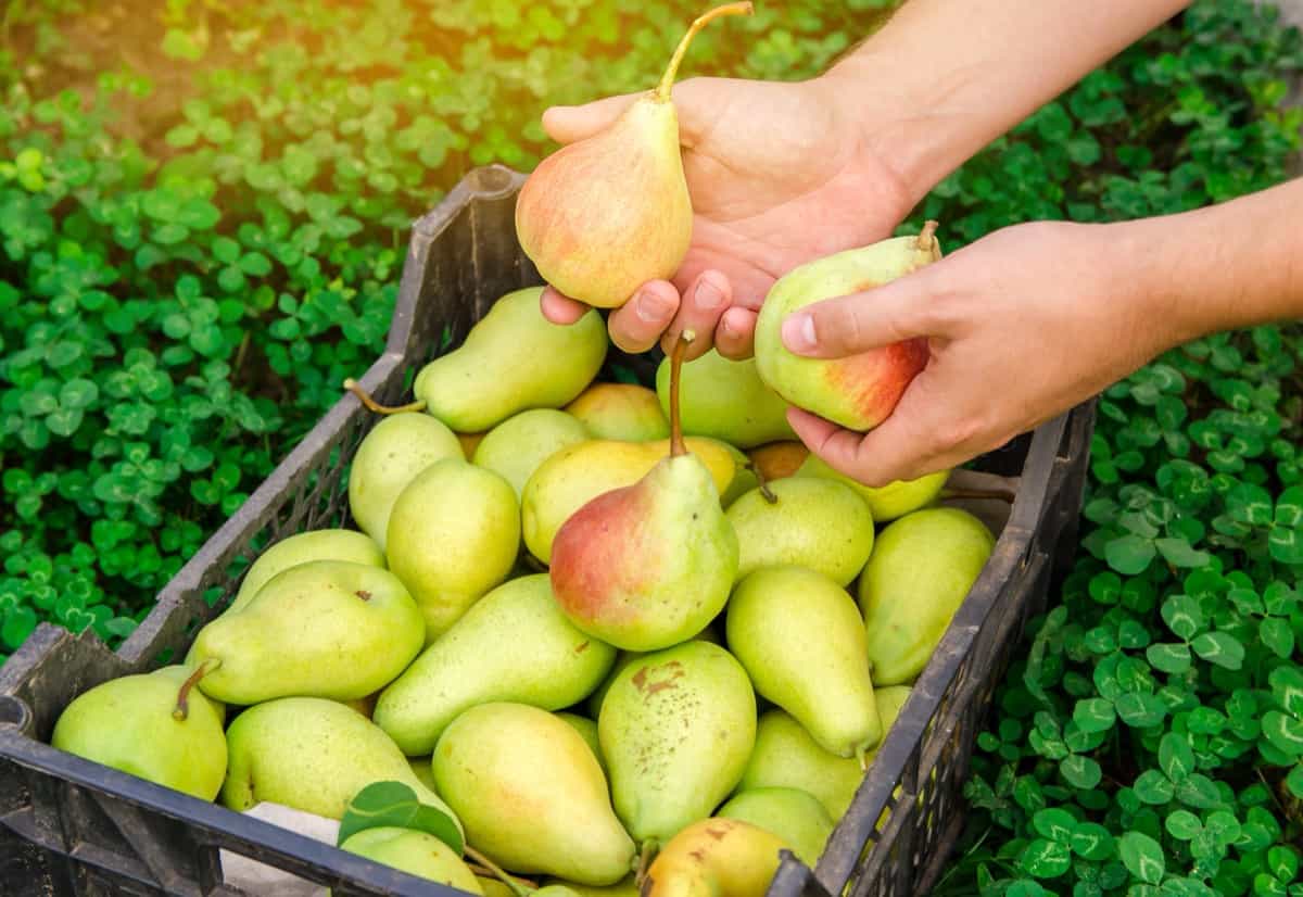 freshly picked pears in a garden