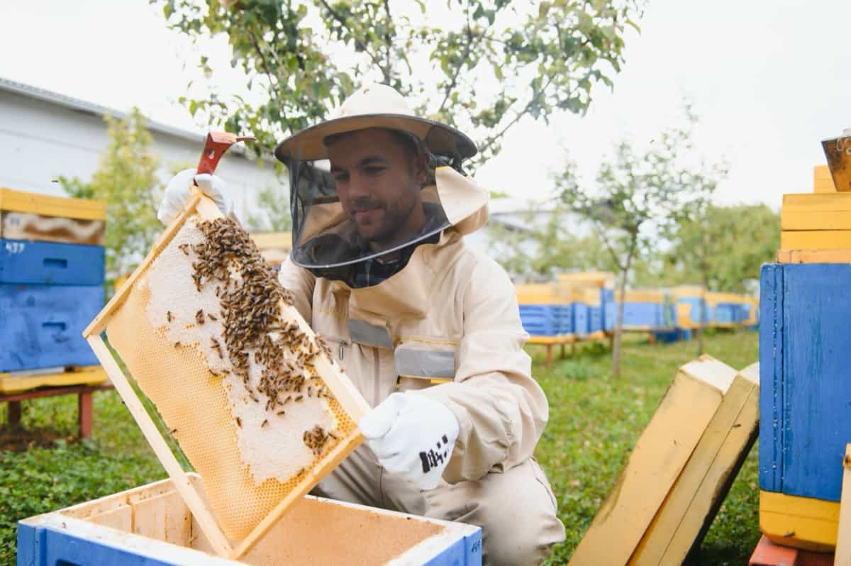 Raising Bees for Pollination