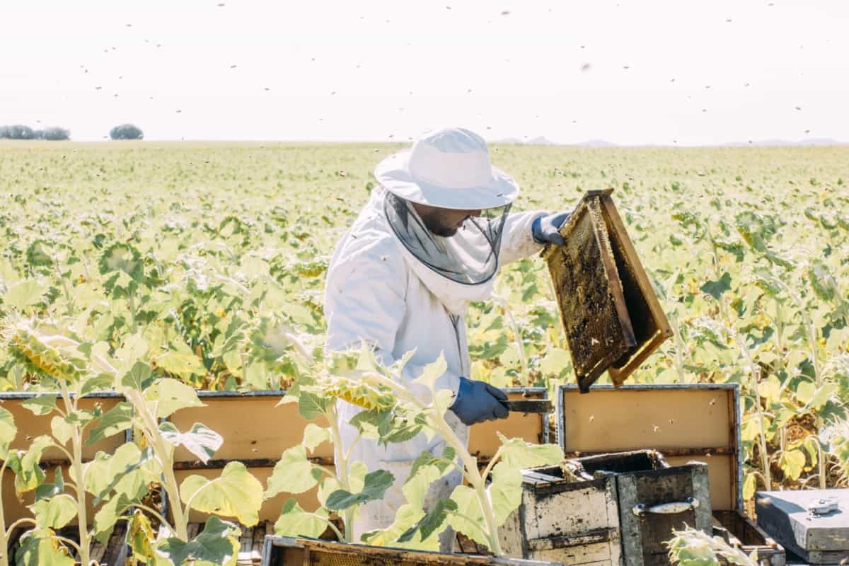 Beekeeper working to collect honey