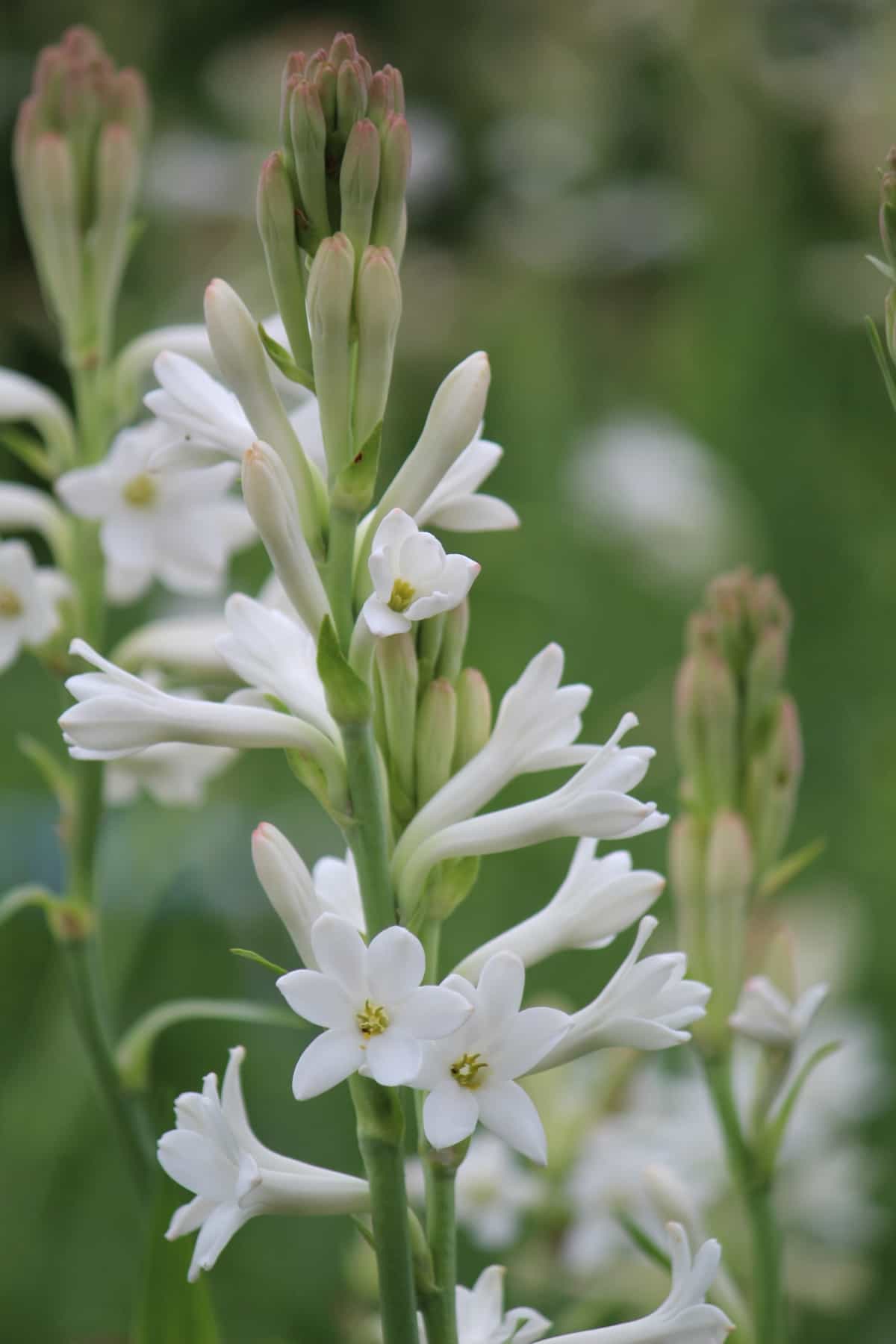 White Tuberose Flowers