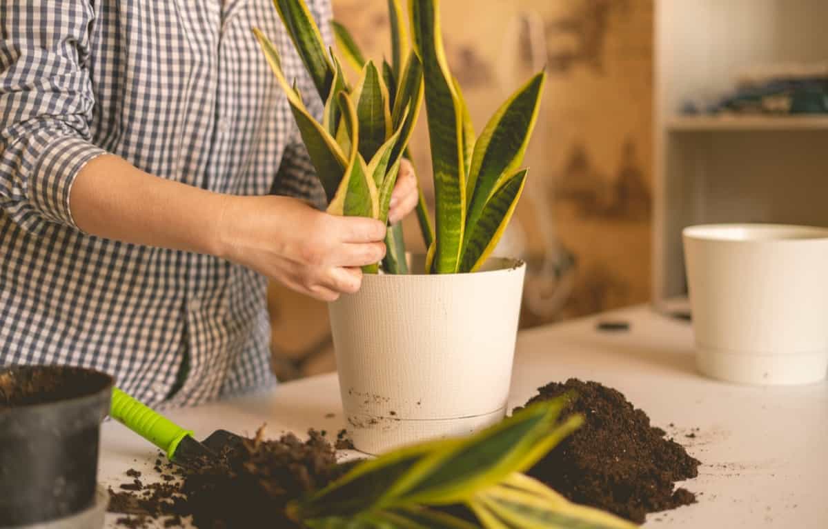 Repotting Indoor Snake Plant