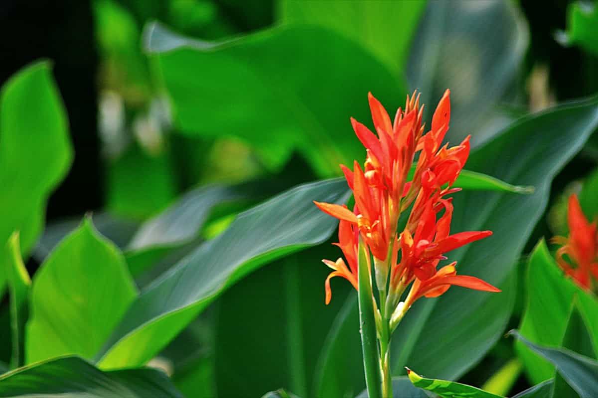 Steps for Planting Canna Lilly Seeds