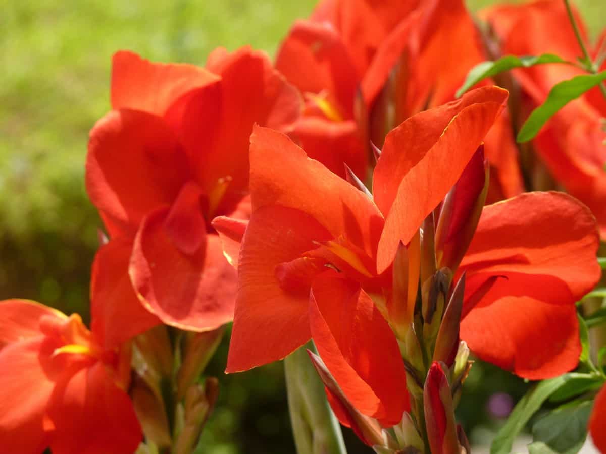 blooming canna lily flowers in the garden