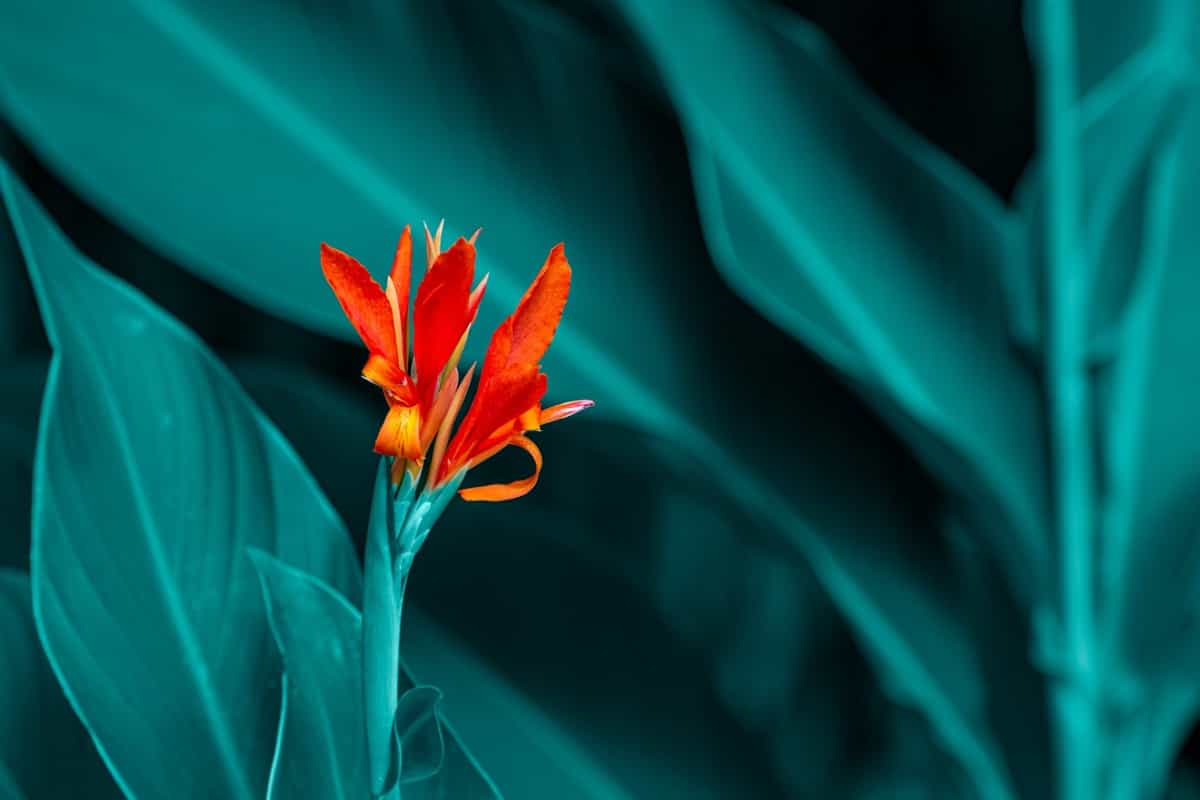 Canna Lily Flower Plant