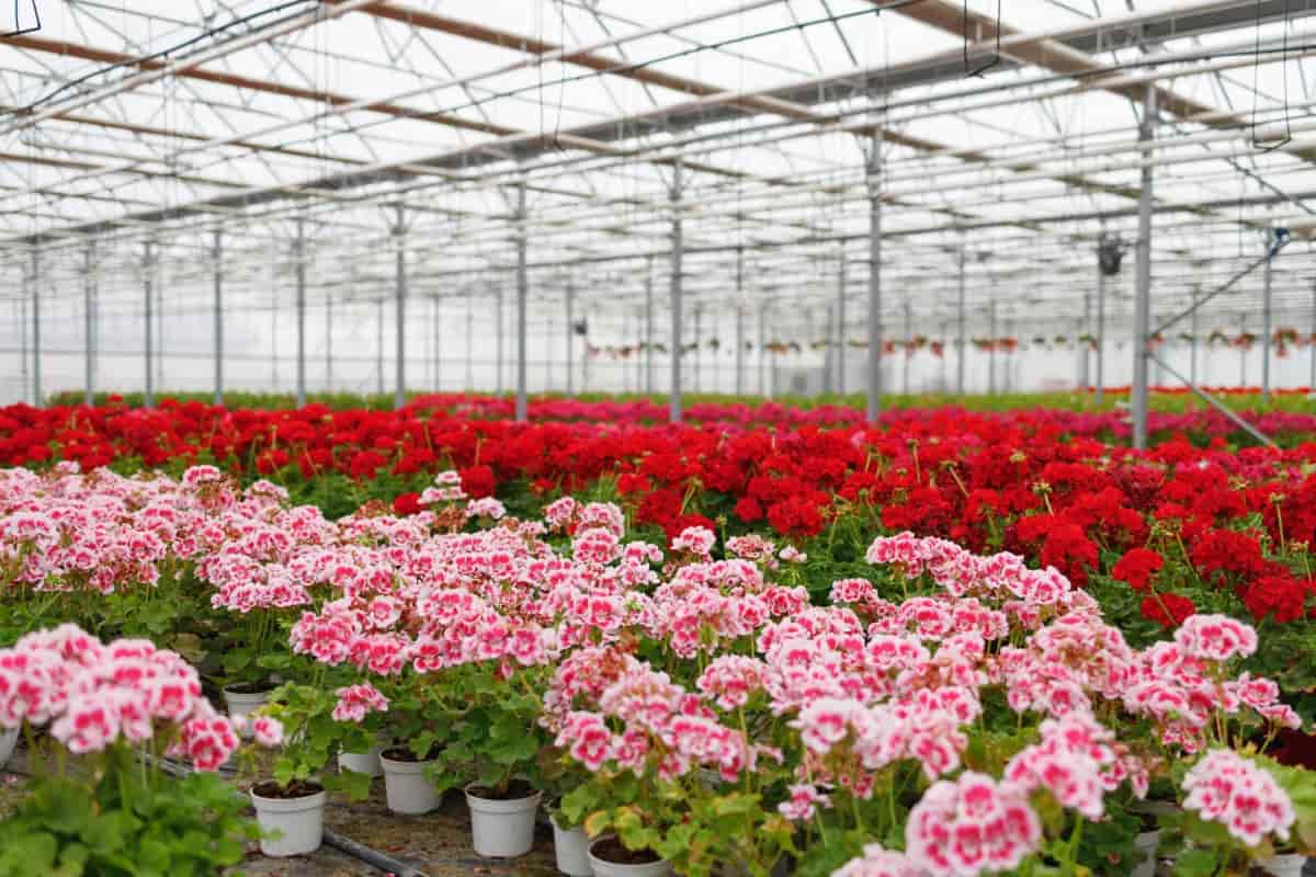 Greenhouse Full of Colorful Geraniums