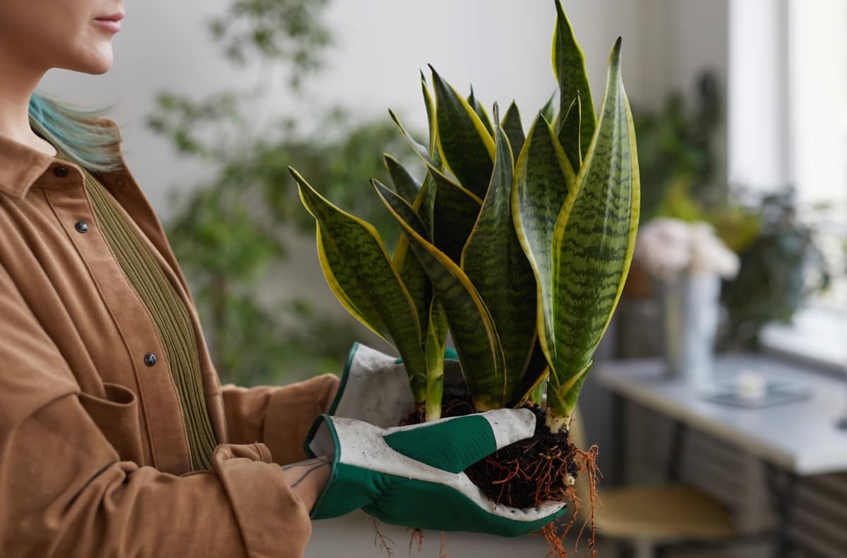 The Benefits of Having Snake Plants in the Home