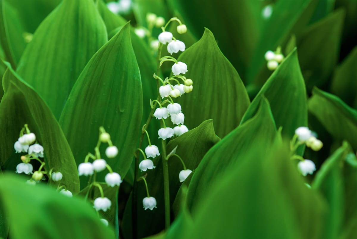 Lily of The Valley 